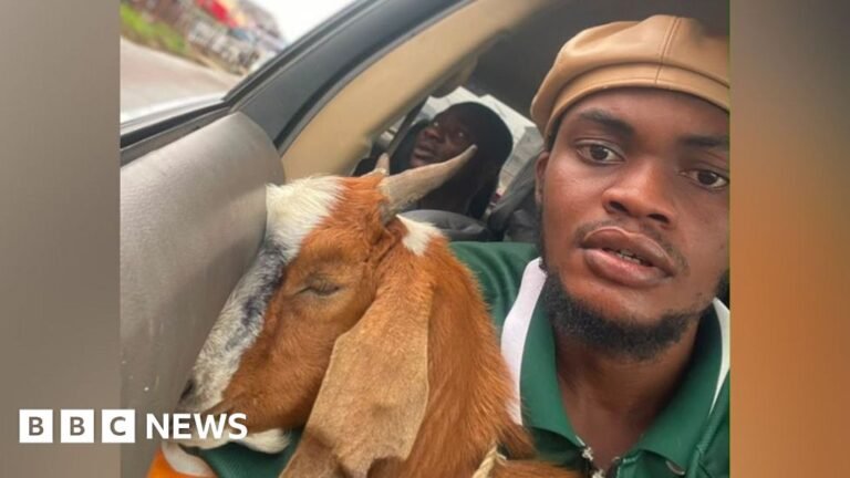 This Nigerian goat is now a celebrity – how a graduation gift went viral – BBC