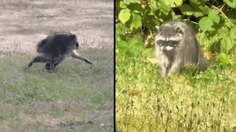 Who is Jimothy? Seattle’s viral rotund raccoon is taking the internet by storm