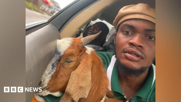 This Nigerian Goat Is Now a Celebrity – How a Graduation Gift Went Viral