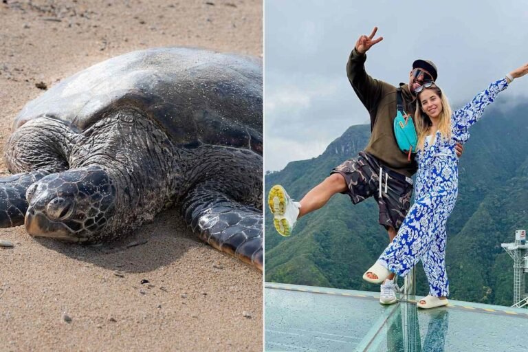 Influencer faces legal action after viral video of him sitting on a sea turtle’s back goes viral